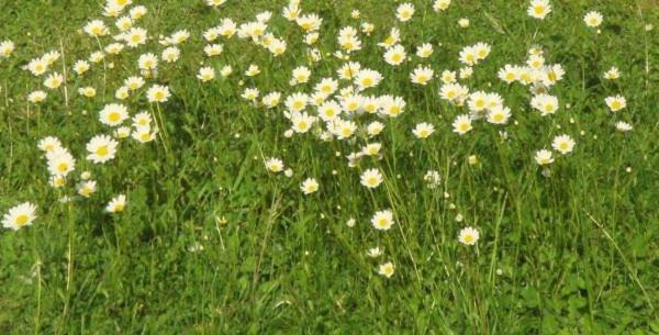 Les Pieds Dans L'Herbe Rosporden Eksteriør billede